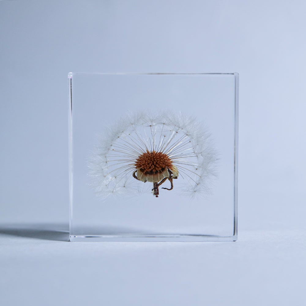 Sola tile タンポポ セット | ウサギノネドコ